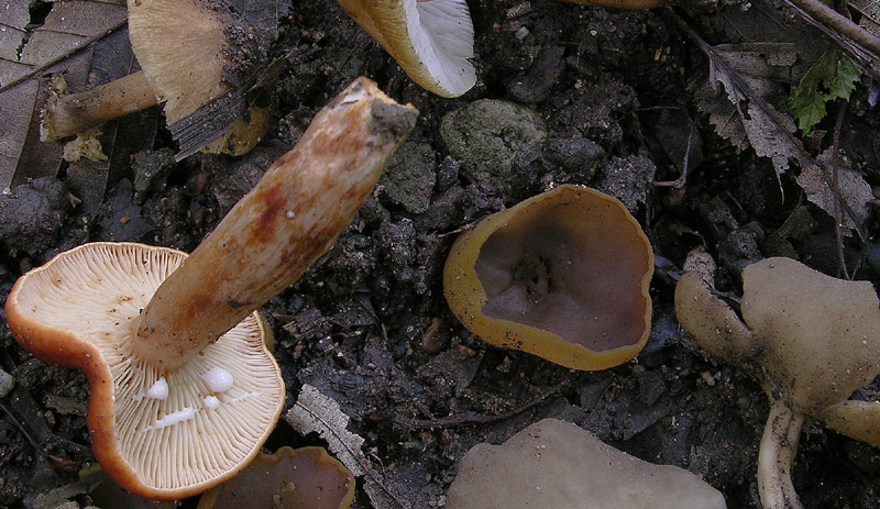 Russulaceae di oggi, 07 Giugno.